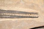 Vis - Fossiel skelet - Saurichthys - 13.5 cm - 8.2 cm