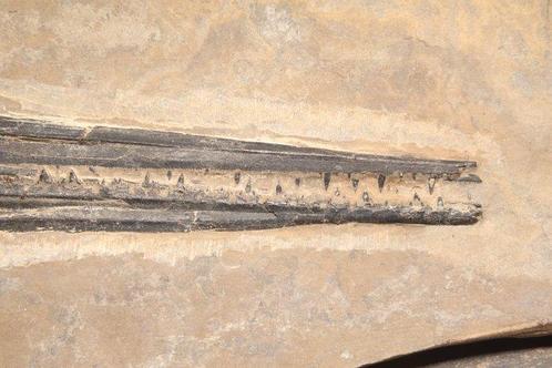 Vis - Fossiel skelet - Saurichthys - 13.5 cm - 8.2 cm, Verzamelen, Mineralen en Fossielen