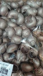 Landsnail small champagne 250 gram geverfde landslak, Ophalen of Verzenden, Nieuw