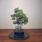 Pinus parviflora - Hoogte (boom): 47 cm - Diepte (boom): 47