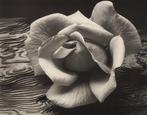 Ansel Adams (1902–1984) - Rose and Driftwood, 1932