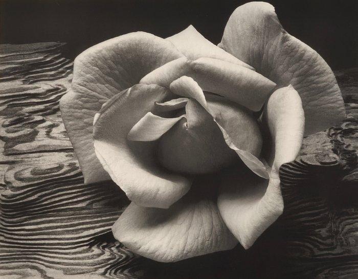 Ansel Adams (1902–1984) - Rose and Driftwood, 1932, Antiek en Kunst, Kunst | Designobjecten