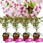 Prunus nipponica Brillant + pot 9cm 4 pcs, Tuin en Terras, Verzenden, Volle zon