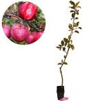 Appelboom Baya Marisa, Verzenden, Volle zon