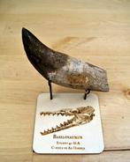 Walvis - Fossiele tand - Basilosaurus - 11.4 cm