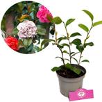 Camelia japonica Tricolor + Pot 15cm, Tuin en Terras, Planten | Tuinplanten, Verzenden