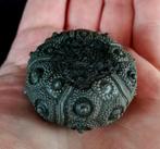 Indrukwekkende zee-egel!!! - Uitzonderlijke grootte voor