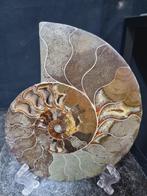Beautiful big Ammonite - Gefossiliseerd dier - Aioloceras