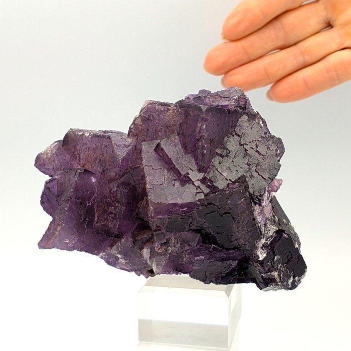 GROSSA FLUORITE cubica VIOLA INTENSO, Illinois Kristallen op, Verzamelen, Mineralen en Fossielen