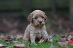 Cockapoo pups - Belgische fokker, Dieren en Toebehoren, Parvo, België, 8 tot 15 weken, Meerdere