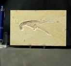 Leuke fossiele kreeftachtige. - Gefossiliseerd dier -