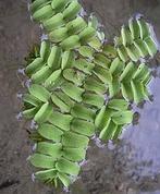 ACTIE: 4 cups met Salvinia Natans nu €11.99, Dieren en Toebehoren, Ophalen of Verzenden, Nieuw, Plant(en), Steen of Hout