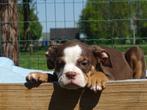 Old English Bulldog pups! t Gezonde type. Mogen direct mee!, Parvo, Nederland, 8 tot 15 weken, Bulldog