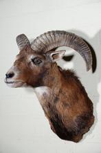 Large Mouflon head-mount Taxidermie wandmontage - Ovis a., Nieuw