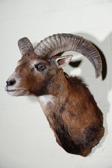 Large Mouflon head-mount Taxidermie wandmontage - Ovis a., Verzamelen, Dierenverzamelingen
