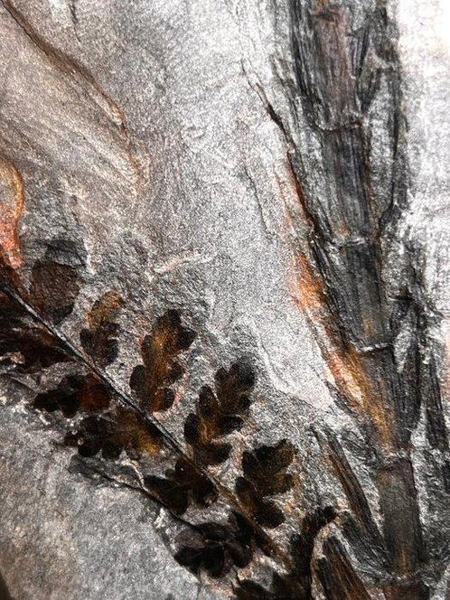 300 miljoen jaar oude fossiele varens - PASTORAL - Fossiele, Verzamelen, Mineralen en Fossielen