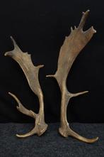 Fallow Buck Antlers - Schedel - Dama dama - 0 cm - 0 cm - 62, Nieuw