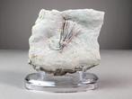Crinoide - Gefossiliseerd dier - Pentacrinites sp. - 9 cm -, Verzamelen, Mineralen en Fossielen