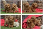Raszuivere Toy/Dwergpoedel Puppies van Gerenommeerde fokker., Dieren en Toebehoren, Honden | Chihuahua's en Gezelschapshonden