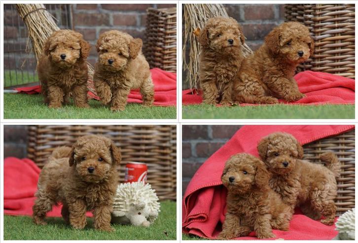 Raszuivere Toy/Dwergpoedel Puppies van Gerenommeerde fokker., Dieren en Toebehoren, Honden | Chihuahua's en Gezelschapshonden