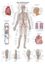Anatomie poster bloedsomloop (papier, 50x70 cm) + ophang..., Nieuw