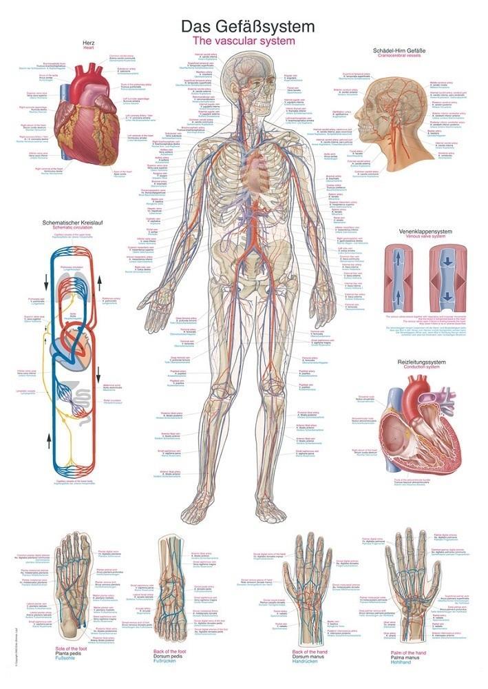 Anatomie poster bloedsomloop (papier, 50x70 cm) + ophang..., Sport en Fitness, Massageproducten