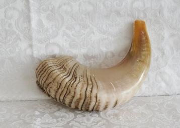 Shofar (Kosher) voornamelijk licht gekleurd. beschikbaar voor biedingen