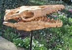 Mosasaurus - Fossiele schedel - 53 cm - 25 cm