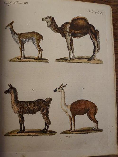 Bertuch - Porte Feuille des Enfans. Quadrupèdes, amphibies, Antiek en Kunst, Antiek | Boeken en Bijbels