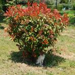 Photinia fraseri Red Robin - 30-40 cm, Tuin en Terras, Ophalen of Verzenden