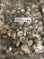 Nerita Polita schelpen Mix 1 kilo, Ophalen of Verzenden, Nieuw