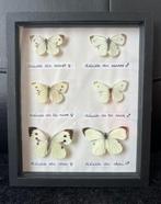 Vlinder Taxidermie wandmontage - Lépidoptères - 23 cm - 19, Verzamelen, Dierenverzamelingen, Nieuw