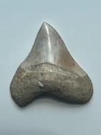 Megalodon tand 6,8 cm - Fossiele tand - Carcharocles