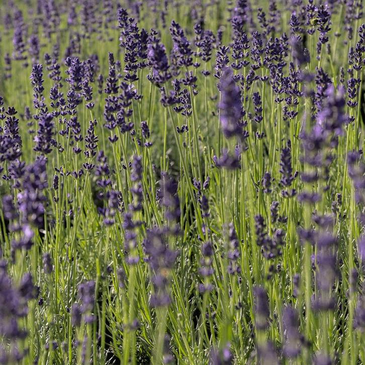 Lavendel Angustifolia Hidcote (Dieppaars), Tuin en Terras, Planten | Tuinplanten, Overige soorten, Vaste plant, Volle zon, Zomer