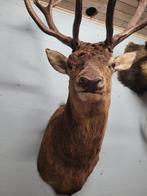 Edelhert Taxidermie schoudermontage - Cervus elaphus - 1630, Verzamelen, Dierenverzamelingen, Nieuw