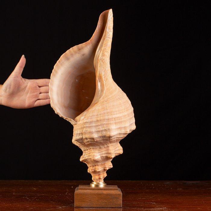 Zeldzaam Triplofusus giganteus Zeeschelp - Triplofusus, Antiek en Kunst, Curiosa en Brocante