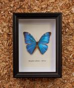 Vlinder Taxidermie volledige montage - Morpho adonis - 20.5