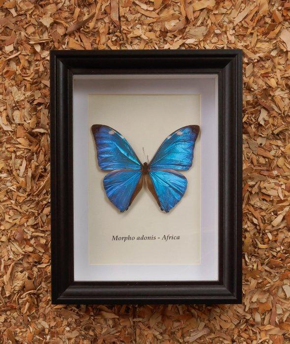 Vlinder Taxidermie volledige montage - Morpho adonis - 20.5, Antiek en Kunst, Curiosa en Brocante