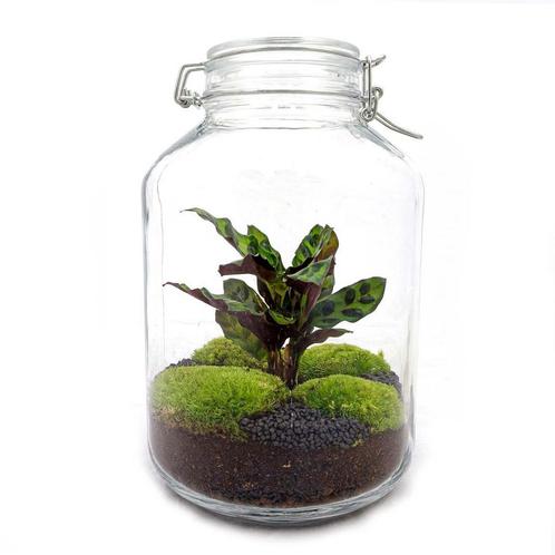 DIY terrarium - Jar Calathea -  28 cm - Normal, Huis en Inrichting, Kamerplanten, Verzenden