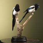 Ekster Koppel Taxidermie Opgezette Dieren By Max, Verzamelen, Ophalen of Verzenden, Nieuw, Vogel, Opgezet dier