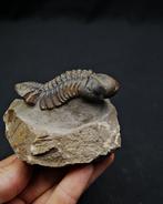 Trilobiet - Gefossiliseerd dier - Reedops cephalotes