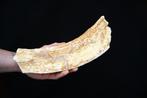 Costilla van een teropode, mogelijk Spinosaurus of