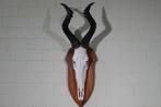 Hartebeest skull Schedel - Alcelaphus buselaphus - 28 cm -, Nieuw