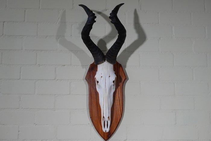 Hartebeest skull Schedel - Alcelaphus buselaphus - 28 cm -, Verzamelen, Dierenverzamelingen