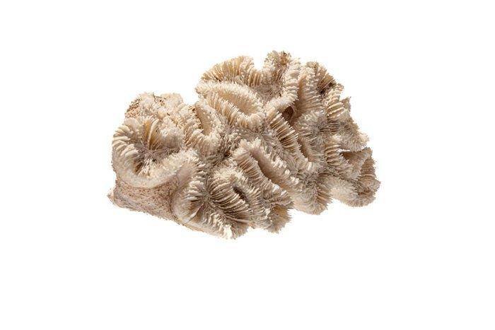 Mörderkoralle $$$ onbewerkt in natuurlijke staat -, Verzamelen, Dierenverzamelingen