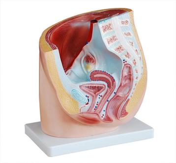 Anatomisch model vrouwelijk bekken met geslachtsdelen beschikbaar voor biedingen