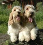 Petit Basset Griffon Vendéen (PBGV) Puppies met Stamboom., Dieren en Toebehoren, Nederland, Parvo, Basset, 8 tot 15 weken