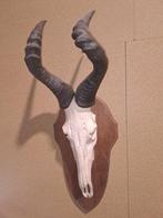 Hartenbeest Schedel - Alcelaphus buselaphus - 84 cm - 30 cm, Nieuw