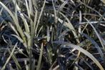 Ophiopogon Niger -  Zwart siergras, Tuin en Terras, Planten | Tuinplanten, Halfschaduw, Vaste plant, Siergrassen, Verzenden