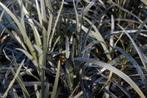 Ophiopogon Niger -  Zwart siergras, Tuin en Terras, Planten | Tuinplanten, Verzenden, Vaste plant, Siergrassen, Halfschaduw